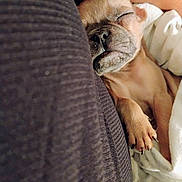 Duty is registered to the contest to win money with this photo: dog, sleeping, cozy, blanket, paw, cushion, resting, pet, snuggling, fur, napping, indoor, closeup, relaxed, animal, cute, comfort, tattoo, human, warm