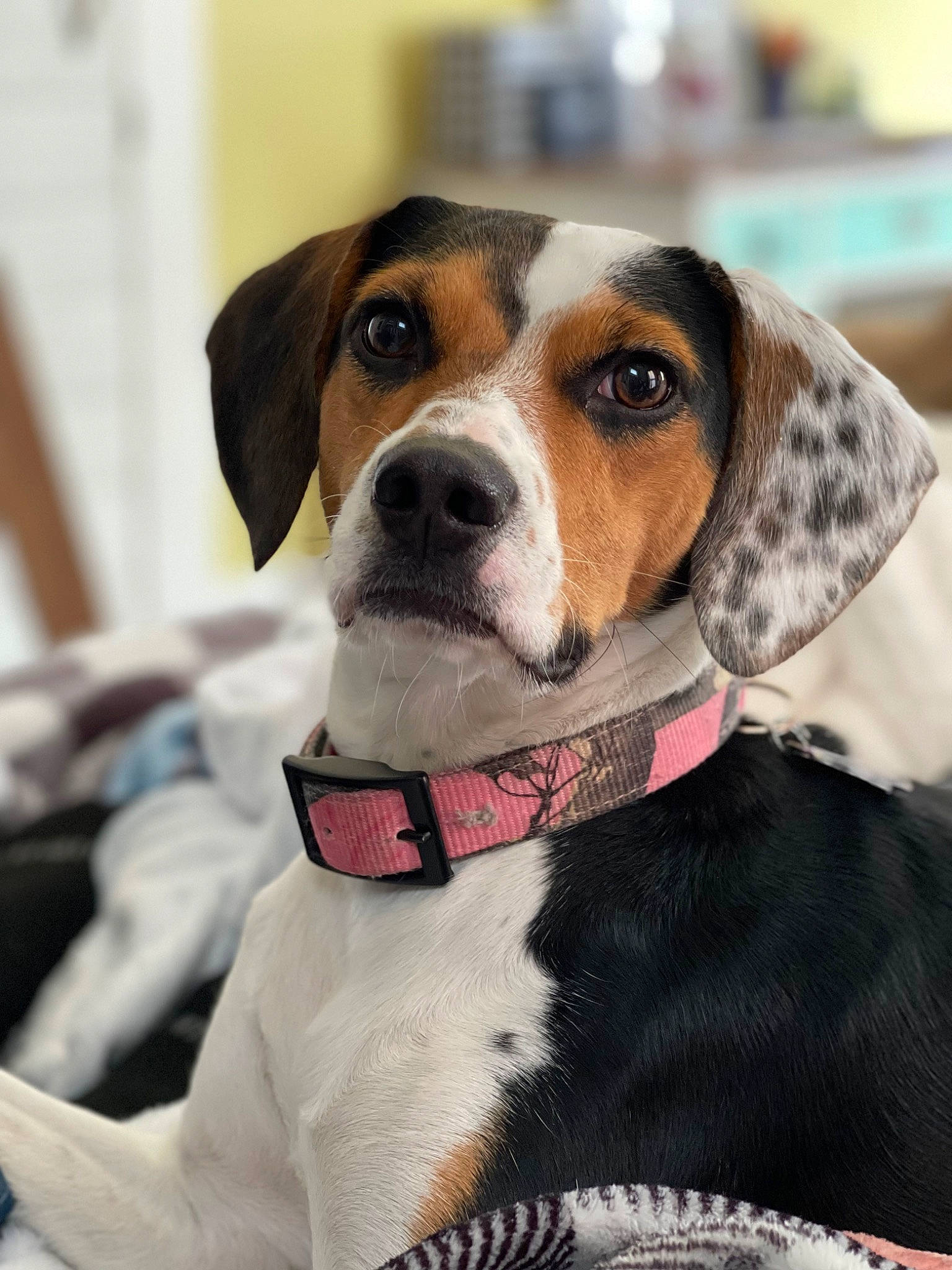 Echo is registered to the contest to win money with this photo: canidae, carnivore, collar, companion_dog, dog, dog_breed, dog_collar, dog_supply, eyewear, hound, hunting_dog, leash, personal_protective_equipment, pet_supply, scent_hound, snout, sporting_group, sunglasses, whiskers, working_animal