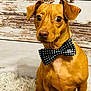 Max joined the competition — help win amazing prizes! alert, animal, bow_tie, brown_dog, canine, companion, curious, cute, dog, domestic, fluffy_rug, fur, indoor, pet, polka_dot, portrait, sitting, small_dog, wide_eyes, wooden_background