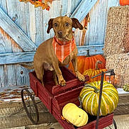 Max is registered to the contest to win money with this photo: animal, autumn, background, bandana, barn_door, brown_dog, decorative_pumpkin, dog, fall, hay_bale, indoor, orange, orange_bandana, pet, pumpkin, rustic, seasonal, wooden_cart, wreath, yellow