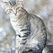 Guizmo participe au concours pour gagner de l'argent avec cette photo : cat, kitten, tabby, animal, pet, feline, sitting, fur, whiskers, ears, tail, paws, cute, domestic_animal, outdoor, closeup, portrait, young, mammal, fuzzy