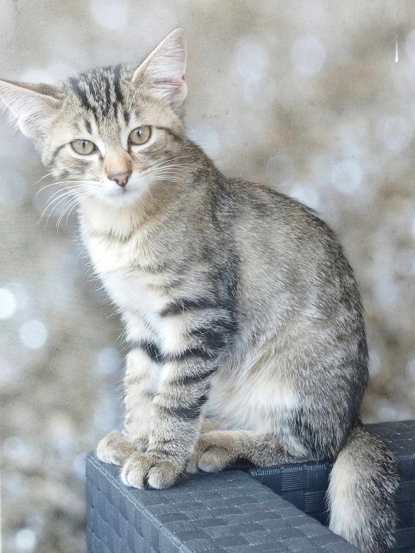 Guizmo participe au concours pour gagner de l'argent avec cette photo : cat, kitten, tabby, animal, pet, feline, sitting, fur, whiskers, ears, tail, paws, cute, domestic_animal, outdoor, closeup, portrait, young, mammal, fuzzy