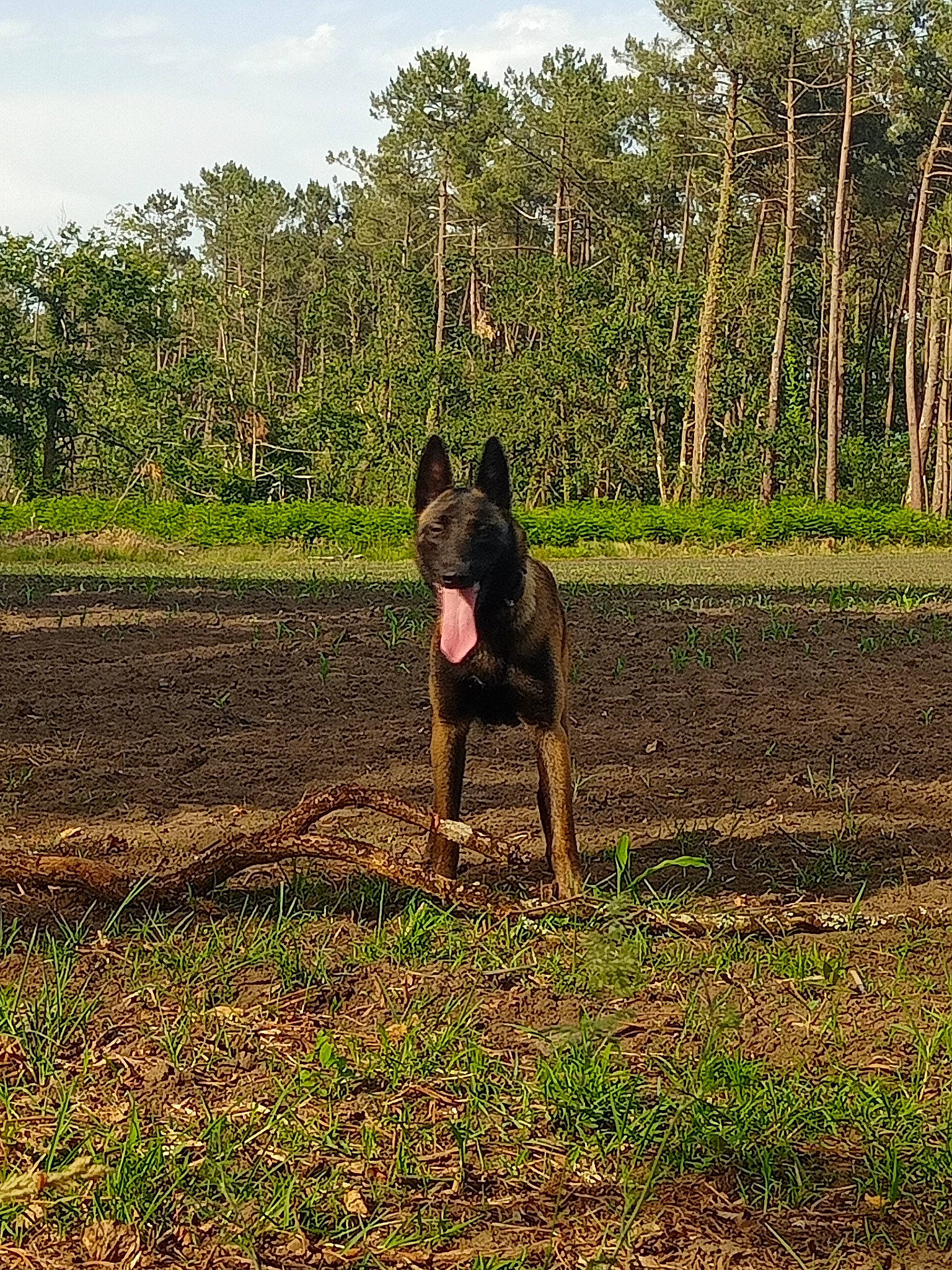 Mafia a rejoint le concours — aidez-le/la à gagner de superbes lots ! bulldog, canidae, carnivore, companion_dog, dog, dog_breed, fawn, grass, grassland, molosser, pasture, plant, shrub, sky, snout, soil, sporting_group, tail, tree, working_animal