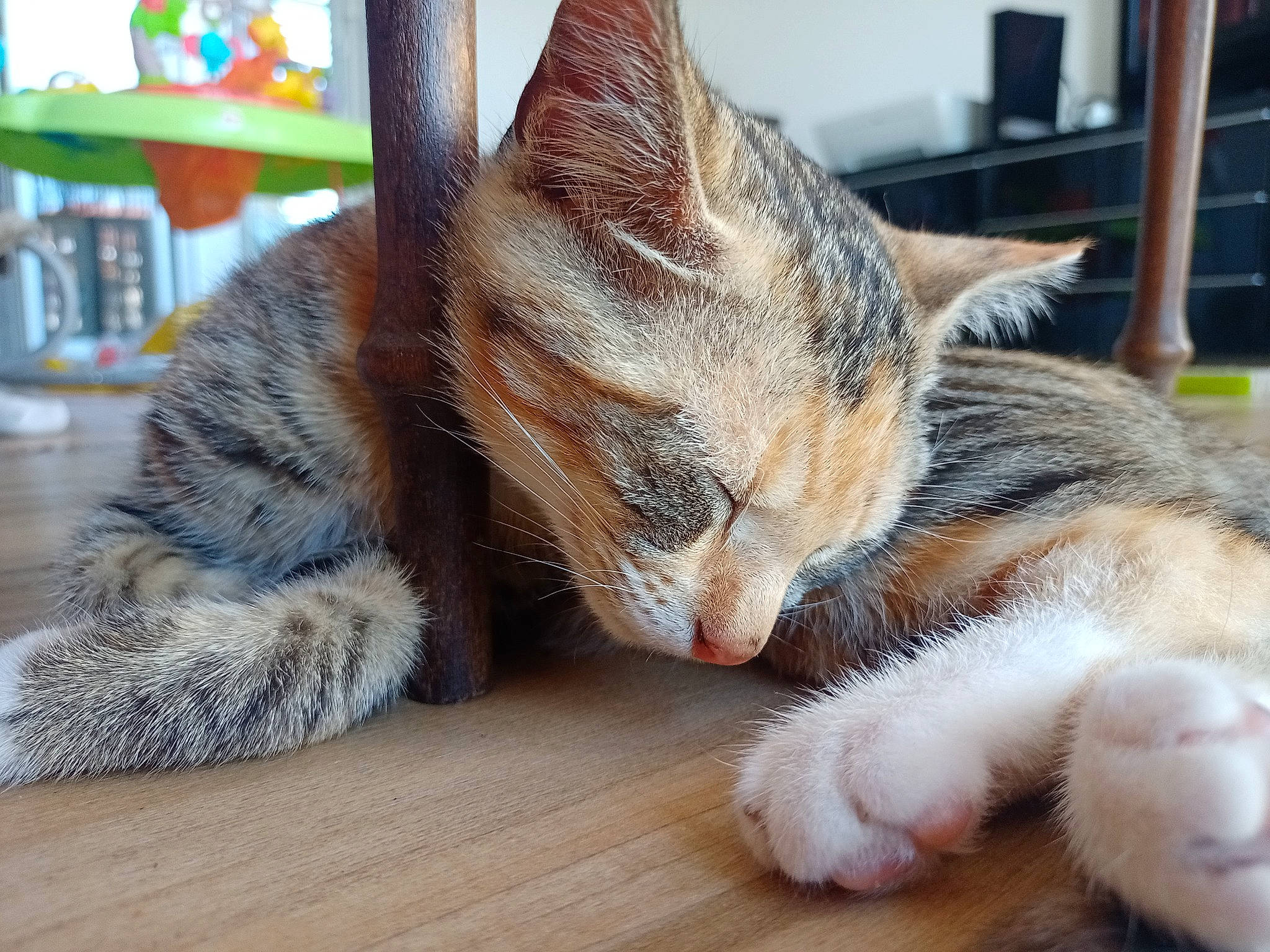 Mystic a rejoint le concours — aidez-le/la à gagner de superbes lots ! bookcase, carnivore, cat, claw, comfort, domestic_short_haired_cat, fawn, felidae, flooring, foot, fur, hardwood, nap, paw, shelf, sitting, small_to_medium_sized_cats, snout, tail, whiskers