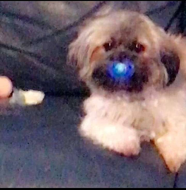 Marley a rejoint le concours — aidez-le/la à gagner de superbes lots ! canidae, carnivore, companion_dog, dog, dog_breed, fawn, fur, liver, maltepoo, non_sporting_group, pet_supply, puppy_love, shih_tzu, snout, sporting_group, terrestrial_animal, terrier, toy_dog, working_animal, yorkipoo