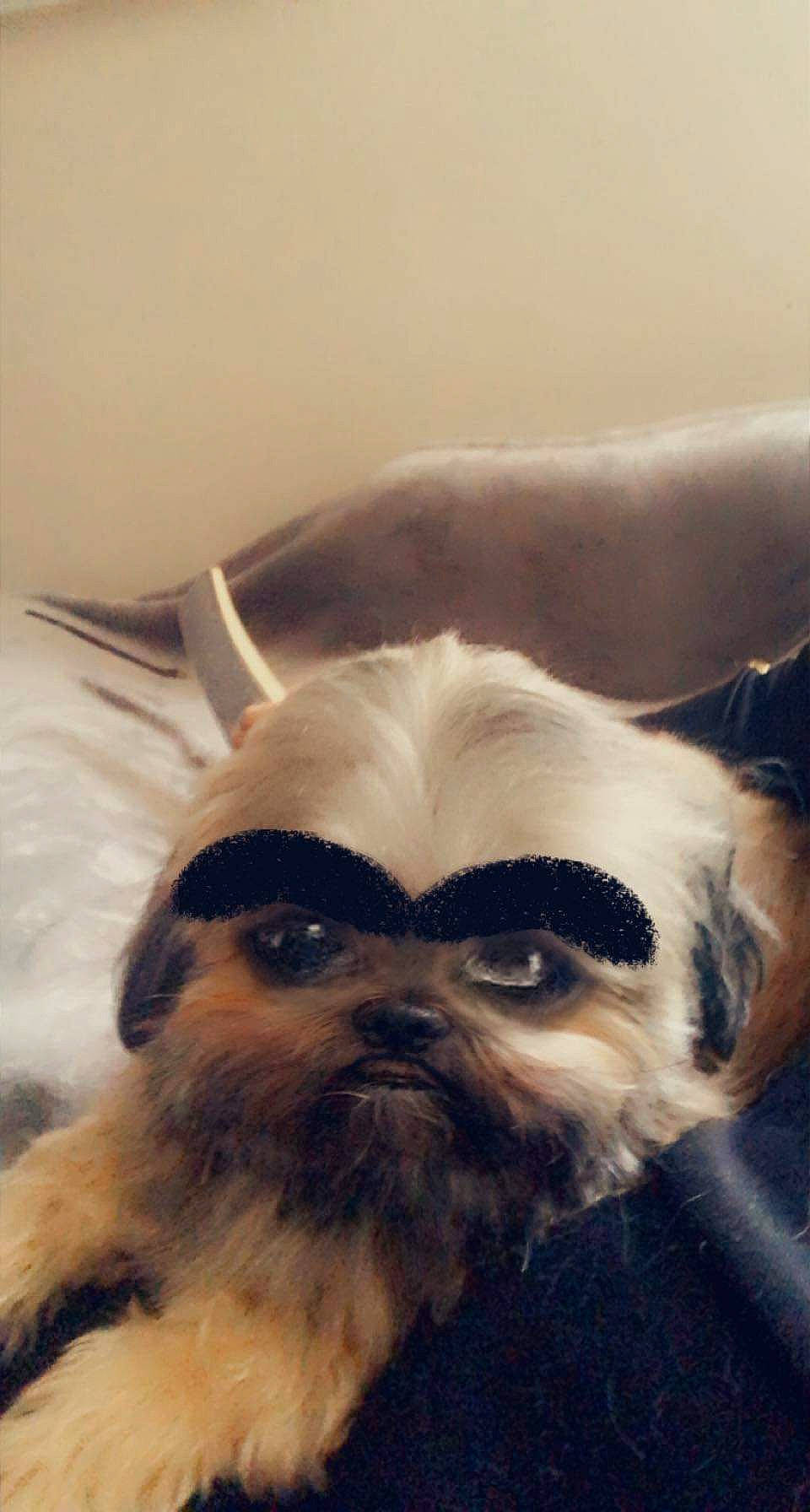 Marley a rejoint le concours — aidez-le/la à gagner de superbes lots ! beard, companion_dog, dog, dog_breed, ear, eye, eyelash, facial_hair, fawn, fur, hair, happy, head, moustache, selfie, snout, toy_dog, whiskers, wildlife, working_animal