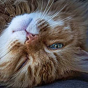 Terton participe au concours pour gagner de l'argent avec cette photo : abyssinian, angora, animal, cat, couch, electronics, face, furniture, hardware, hardwood, head, kitten, manx, person, pet, sleeping, snout, wood