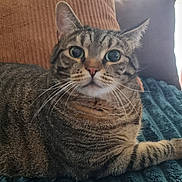 Célestine a rejoint le concours — aidez-le/la à gagner de superbes lots ! animal, blanket, cat, closeup, couch, cozy, cute, eyes, feline, fur, home, indoor, paw, pet, pillow, relaxed, resting, striped, tabby, whiskers