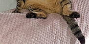 Célestine a rejoint le concours — aidez-le/la à gagner de superbes lots ! abyssinian, animal, architecture, bed, bedroom, blanket, building, cat, couch, cushion, furniture, homedecor, indoors, kitten, linen, manx, person, pet, room, sleeping