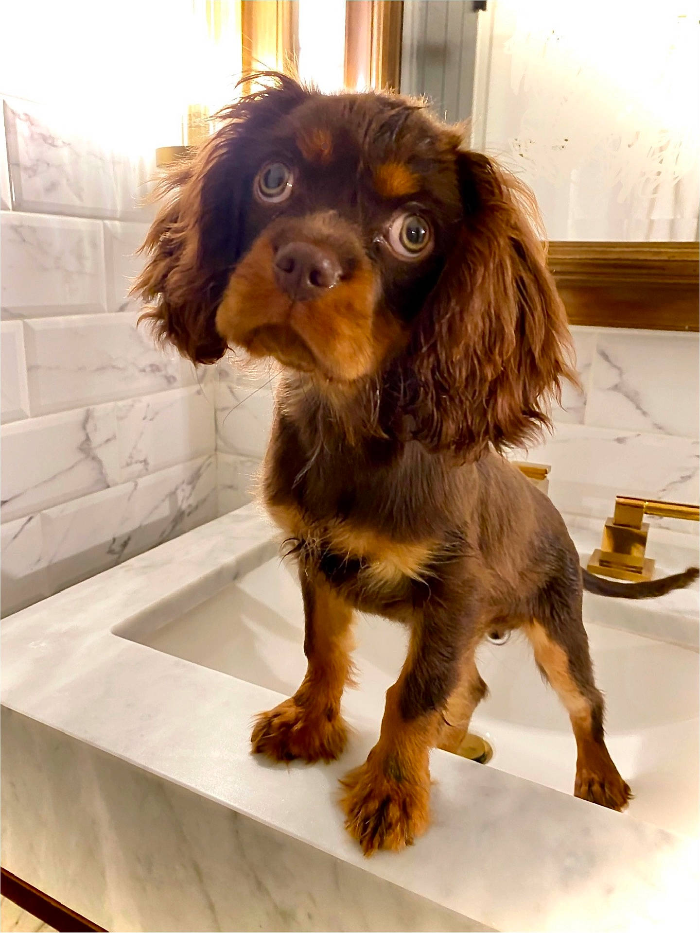 Vienna Vanderbilt joined the competition — help win amazing prizes! animal, basin, bathing, bathtub, bronze, canine, cockerspaniel, dog, hardwood, hound, papillon, person, pet, puppy, sink, sinkfaucet, tap, terrier, tub, wood