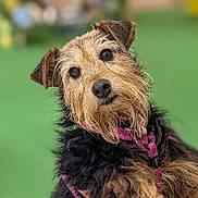 Marnie joined the competition — help win amazing prizes! animal, beard, black_fur, brown_fur, canine, closeup, companion, curious, dog, expressive_eyes, green_background, head_tilt, outdoor, pet, photography, pink_harness, portrait, scruffy_dog, terrier, wiry_fur