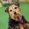 animal, beard, black_fur, brown_fur, canine, closeup, companion, curious, dog, expressive_eyes, green_background, head_tilt, outdoor, pet, photography, pink_harness, portrait, scruffy_dog, terrier, wiry_fur