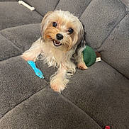 Willow is registered to the contest to win money with this photo: dog, small_dog, couch, toy, blue_toy, red_toy, green_toy, pet, indoor, fur, playful, cute, smiling, animal, companion, relaxed, looking_up, chewing, home, cozy