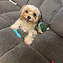 dog, small_dog, couch, toy, blue_toy, red_toy, green_toy, pet, indoor, fur, playful, cute, smiling, animal, companion, relaxed, looking_up, chewing, home, cozy