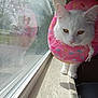 cat, white_cat, donut_collar, pink_collar, window, windowsill, reflection, indoor, pet, animal, curious, fluffy, feline, close_up, daylight, screen, soft_light, cute, domestic_cat, looking