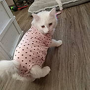Princess joined the competition — help win amazing prizes! cat, white_cat, pet_clothing, pink_outfit, polka_dot, wooden_floor, pet_bed, toys, indoor, curious, fluffy, feline, domestic_cat, cute, animal, looking_back, home, cozy, playful, small_pet