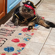 Lucy is registered to the contest to win money with this photo: cat, pirate_costume, eye_patch, pirate_hat, toy_sword, fluffy_cat, kitchen, tile_floor, colorful_mat, floral_pattern, pet, costume, indoor, animal, funny, relaxed, feline, cute, playful, domestic