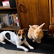 Viny participe au concours pour gagner de l'argent avec cette photo : dog, rabbit, indoor, wooden_cabinet, black_mat, carpet, shelf, books, pet, animal, furry, companion, resting, brown_white_dog, orange_rabbit, quiet, domestic, cozy, home, calm