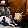 dog, rabbit, indoor, wooden_cabinet, black_mat, carpet, shelf, books, pet, animal, furry, companion, resting, brown_white_dog, orange_rabbit, quiet, domestic, cozy, home, calm