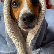 Viny a rejoint le concours — aidez-le/la à gagner de superbes lots ! animal, bed, black, blanket, brown, cozy, cute, dog, ears, eyes, face, fur, indoors, nostrils, pet, portrait, snout, warm, white, wrapped