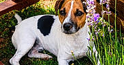 Viny a rejoint le concours — aidez-le/la à gagner de superbes lots ! animal, brown_and_white, curious, cute, daylight, dog, flower, garden, grass, jack_russell, lavender, nature, outdoor, pet, plant, relaxed, resting, small_dog, sunlight, wooden_fence