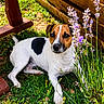 Viny a rejoint le concours — aidez-le/la à gagner de superbes lots ! dog, jack_russell, grass, flower, lavender, wooden_fence, outdoor, sunlight, pet, animal, nature, garden, relaxed, brown_and_white, small_dog, plant, daylight, resting, curious, cute