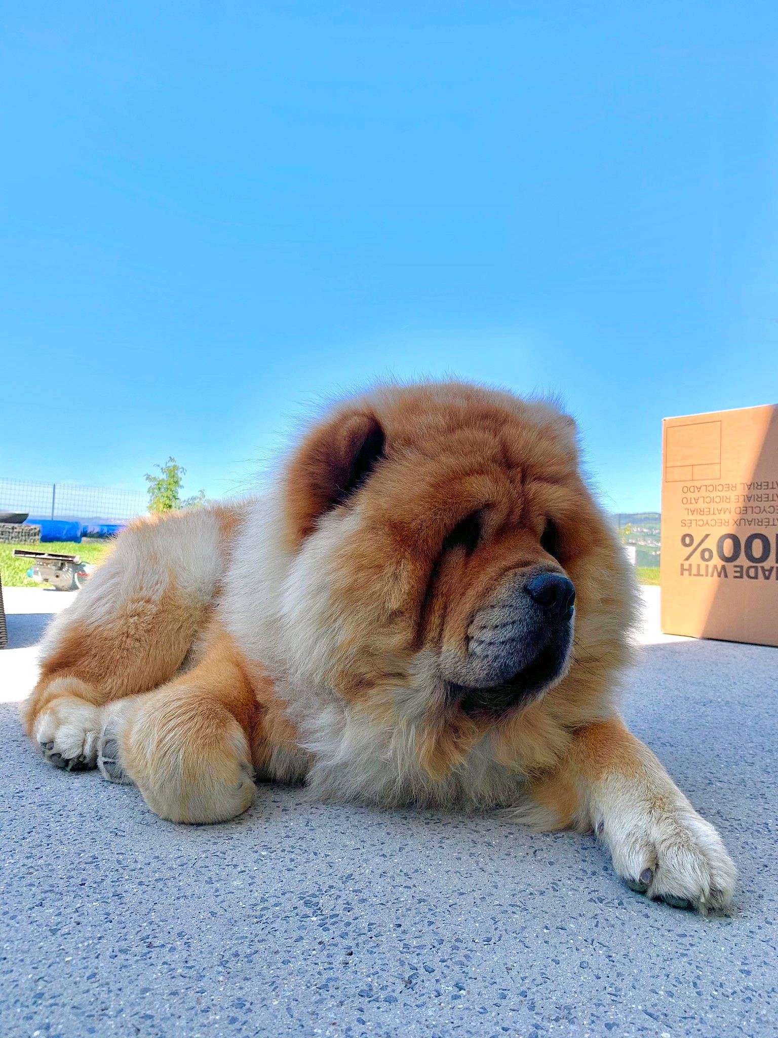 Orus participe au concours pour gagner de l'argent avec cette photo : carnivore, chow_chow, claw, companion_dog, dog, dog_breed, eye, fawn, foot, fur, paw, plant, sky, snout, tail, terrestrial_animal, tree, whiskers, wildlife, working_animal