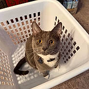 Simon is registered to the contest to win money with this photo: animal, carpet, cat, collar, cozy, curious, cute, domestic, ears, feline, gray_cat, household, indoor, laundry_basket, looking_up, pet, tag, whiskers, white_fur, yellow_eyes