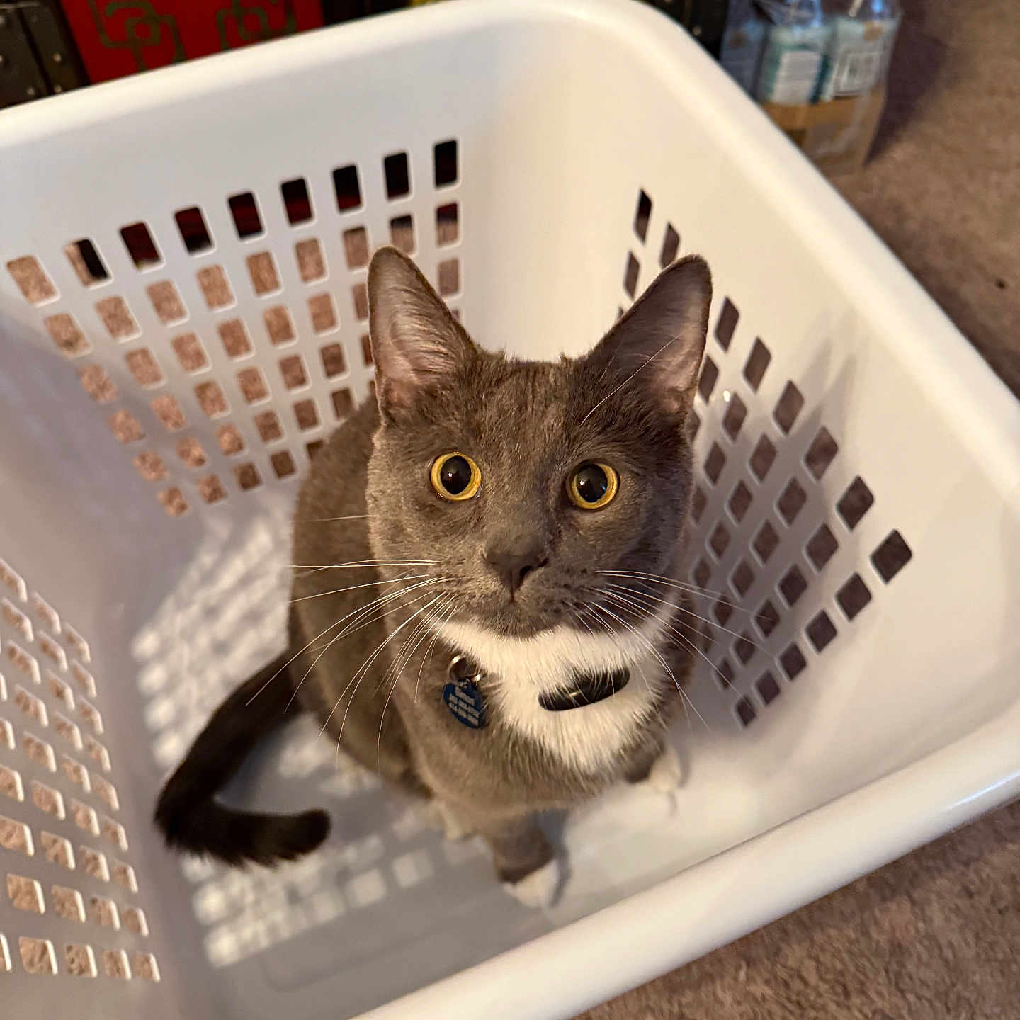 Simon