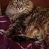 animal, bedspread, cat, cute, domestic, dresser, fluffy, fur, furniture, green_eyes, indoor, lying_down, mammal, pattern, pet, portrait, purple, relaxed, tabby, whiskers