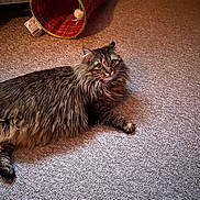 Mimi is registered to the contest to win money with this photo: animal, brown, carpet, cat, cat_tunnel, cozy, curious, cute, domestic, feline, fur, gray, home, indoor, long_hair, pet_toy, plaid, playful, resting, warm_lighting