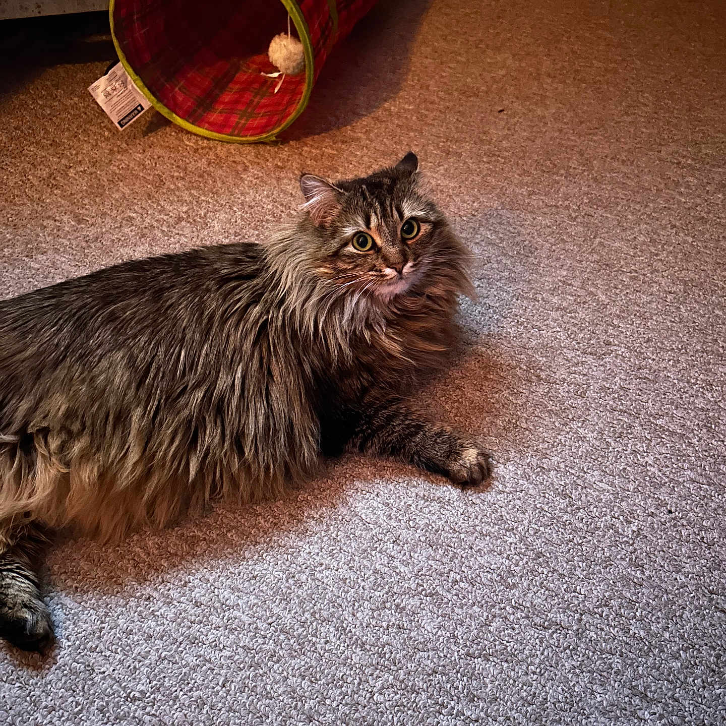 Mimi is registered to the contest to win money with this photo: animal, brown, carpet, cat, cat_tunnel, cozy, curious, cute, domestic, feline, fur, gray, home, indoor, long_hair, pet_toy, plaid, playful, resting, warm_lighting