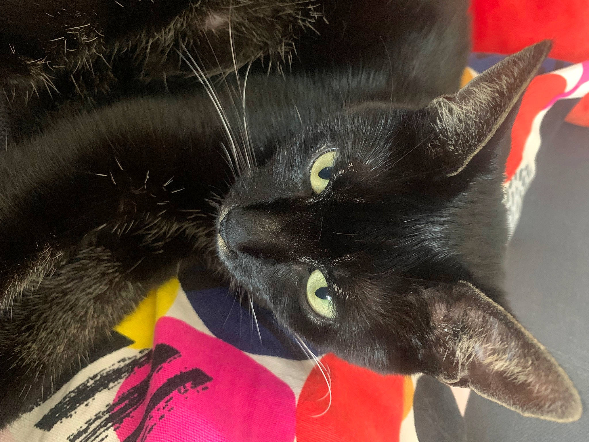 Nouma participe au concours pour gagner de l'argent avec cette photo : black_cat, carnivore, cat, claw, comfort, domestic_short_haired_cat, ear, fashion_accessory, felidae, fur, paw, plant, small_to_medium_sized_cats, snout, whiskers