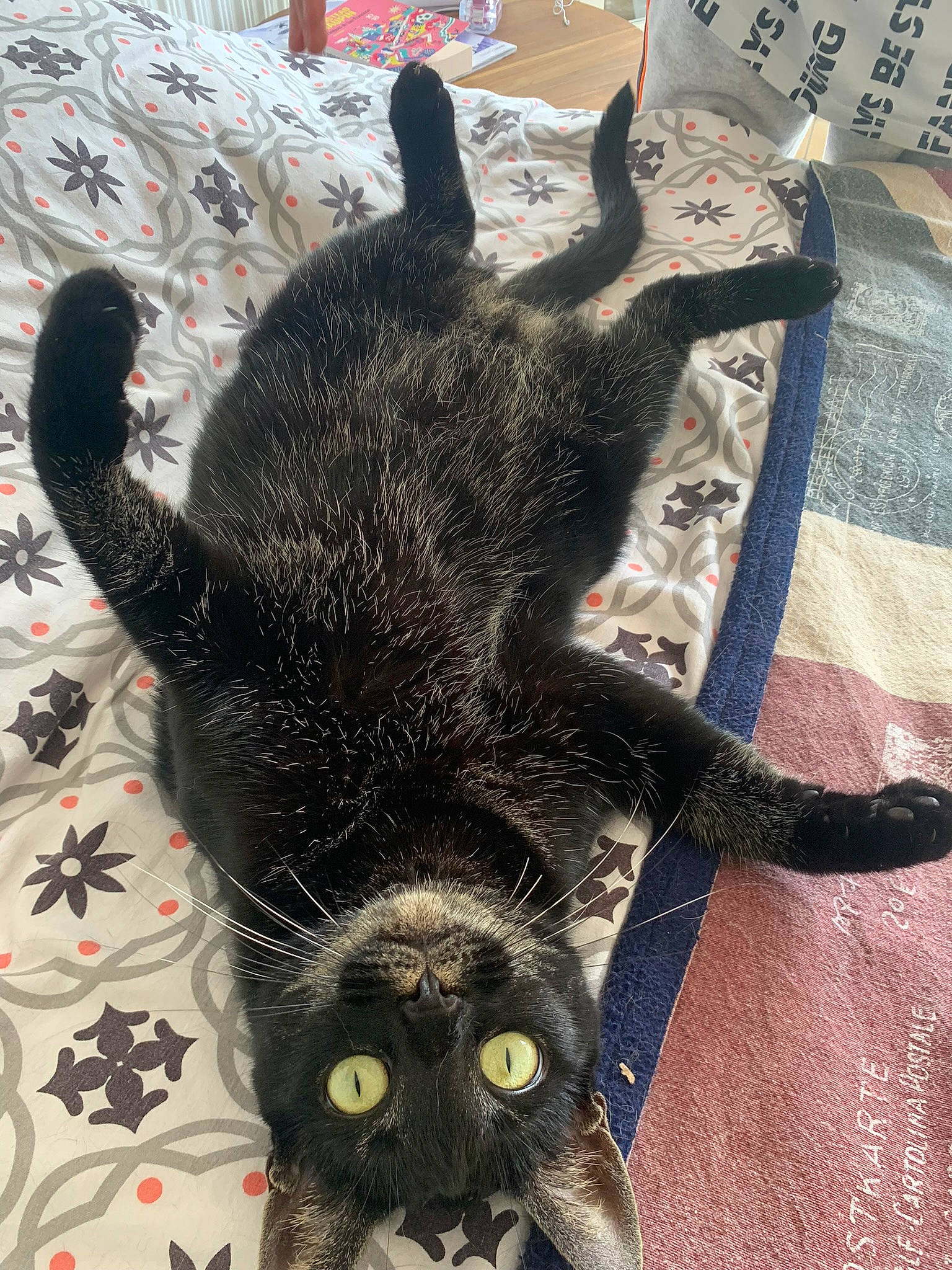 Nouma participe au concours pour gagner de l'argent avec cette photo : bat, black_cat, canidae, claw, dog_breed, fawn, felidae, fur, horn, livestock, paw, small_to_medium_sized_cats, snout, sporting_group, tail, terrestrial_animal, whiskers, working_animal