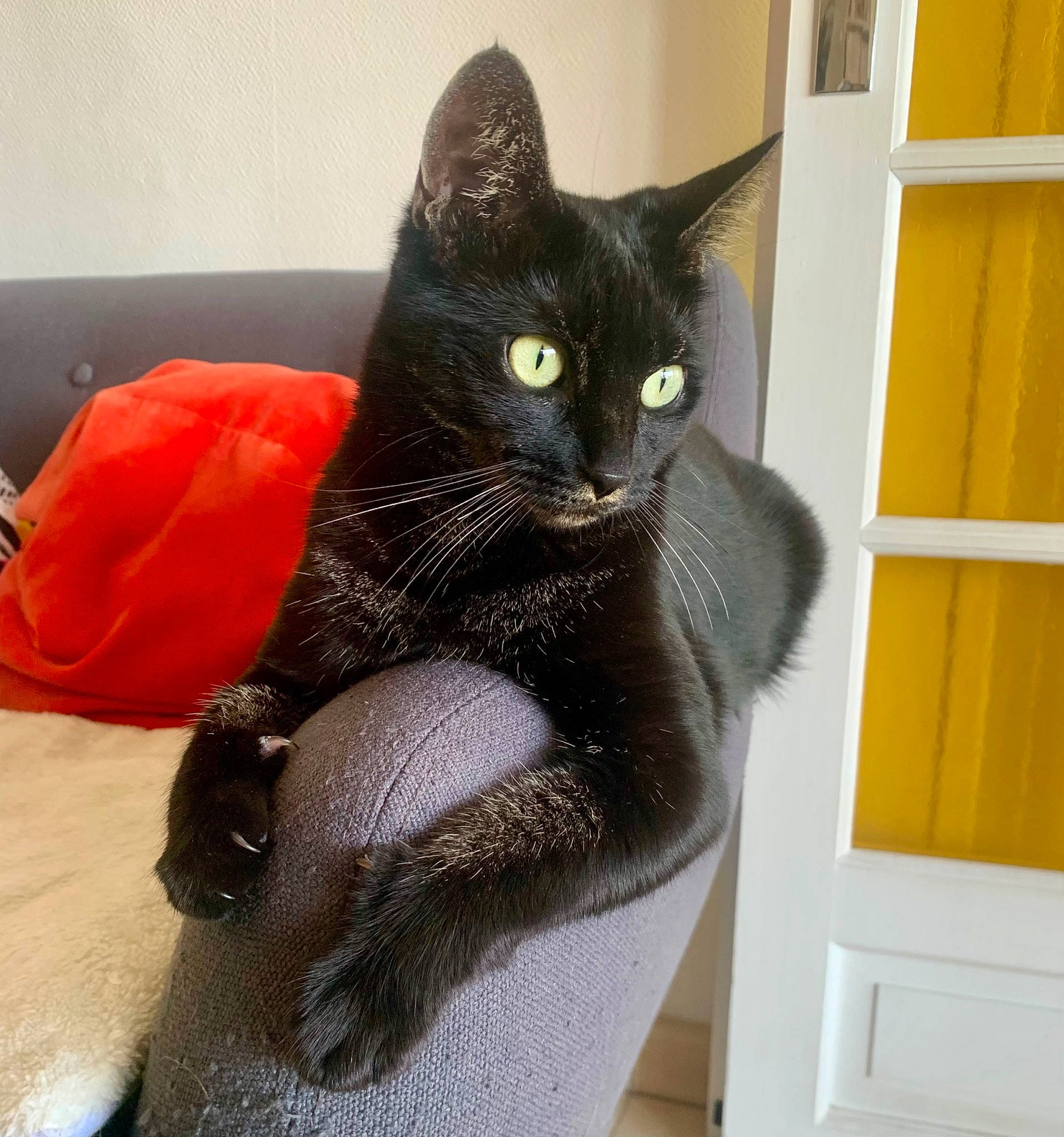 Nouma participe au concours pour gagner de l'argent avec cette photo : black_cat, bombay, carnivore, cat, cat_supply, claw, comfort, domestic_short_haired_cat, door, felidae, foot, fur, grey, havana_brown, paw, small_to_medium_sized_cats, snout, tail, whiskers, window