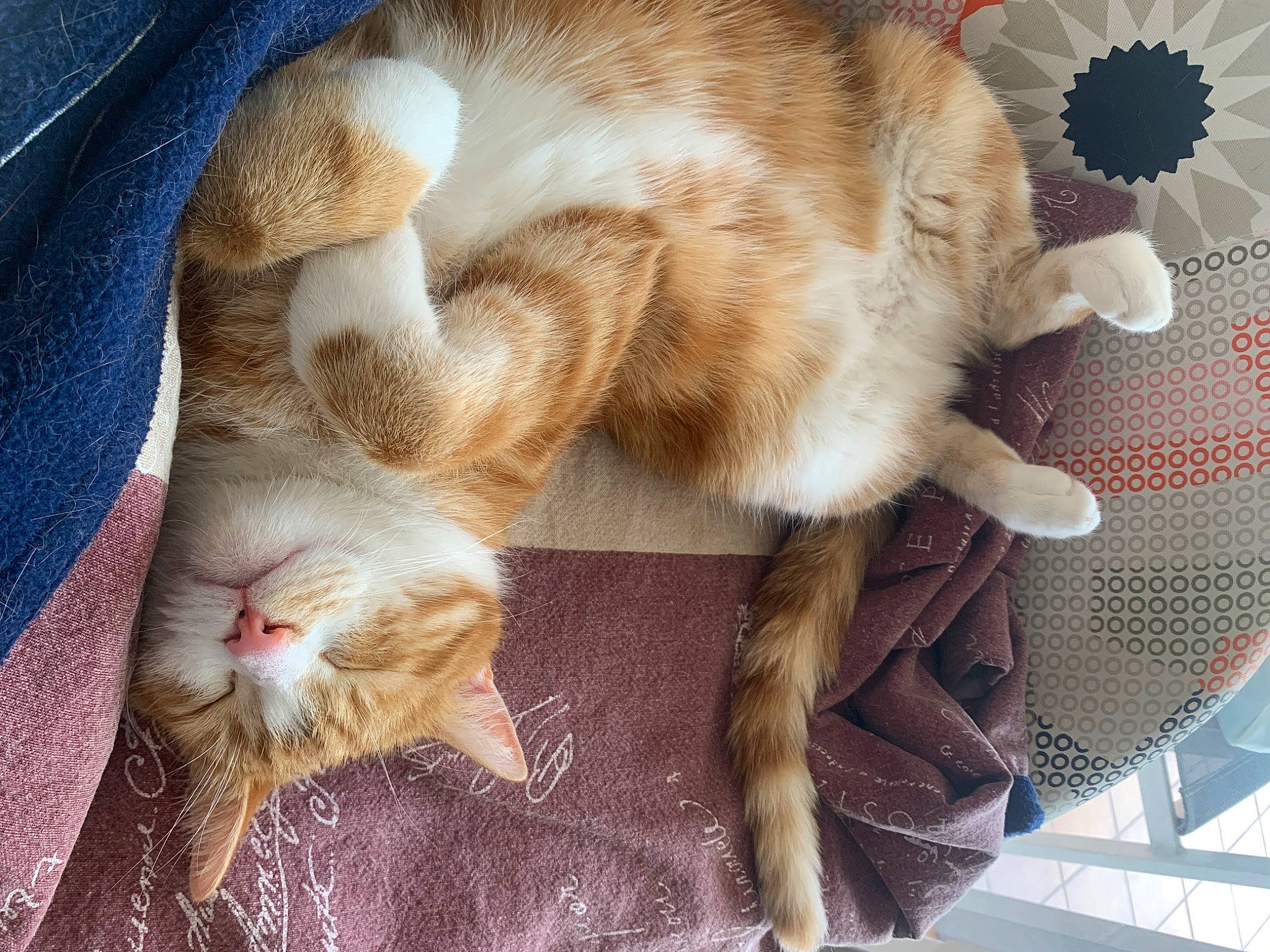 Marvel participe au concours pour gagner de l'argent avec cette photo : carnivore, cat, cat_supply, claw, comfort, domestic_short_haired_cat, fawn, felidae, foot, fur, nap, paw, sleep, small_to_medium_sized_cats, snout, tail, whiskers