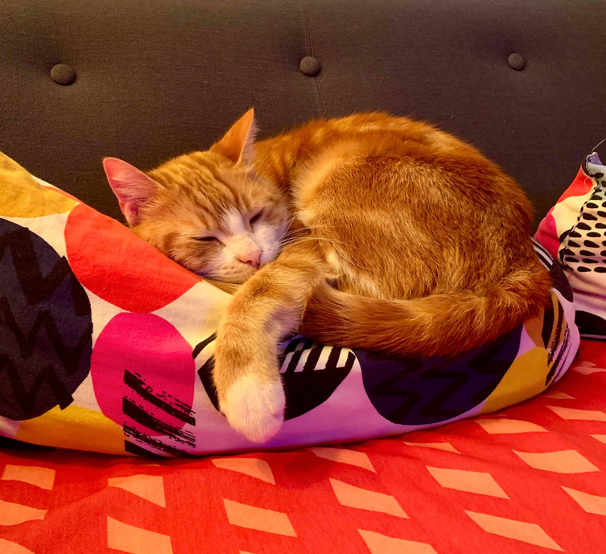 Marvel participe au concours pour gagner de l'argent avec cette photo : carmine, carnivore, cat, claw, comfort, domestic_short_haired_cat, fawn, felidae, flooring, foot, fur, human_leg, lap, orange, paw, small_to_medium_sized_cats, snout, tail, whiskers, wood