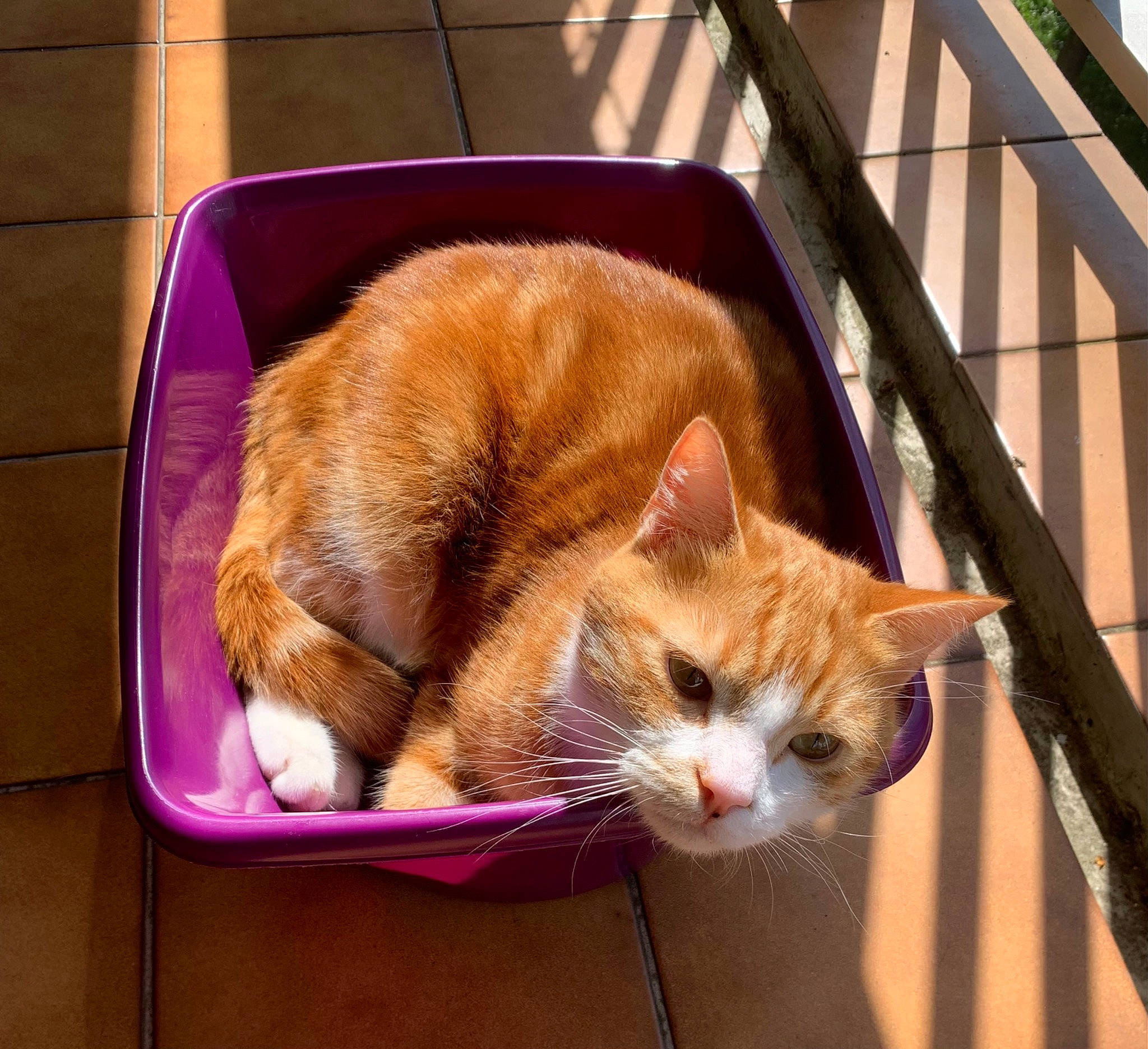 Marvel participe au concours pour gagner de l'argent avec cette photo : animal_shelter, basket, box, carnivore, cat, cat_supply, comfort, domestic_short_haired_cat, fawn, felidae, fur, lap, pet_supply, sitting, small_to_medium_sized_cats, snout, tail, whiskers, window, wood