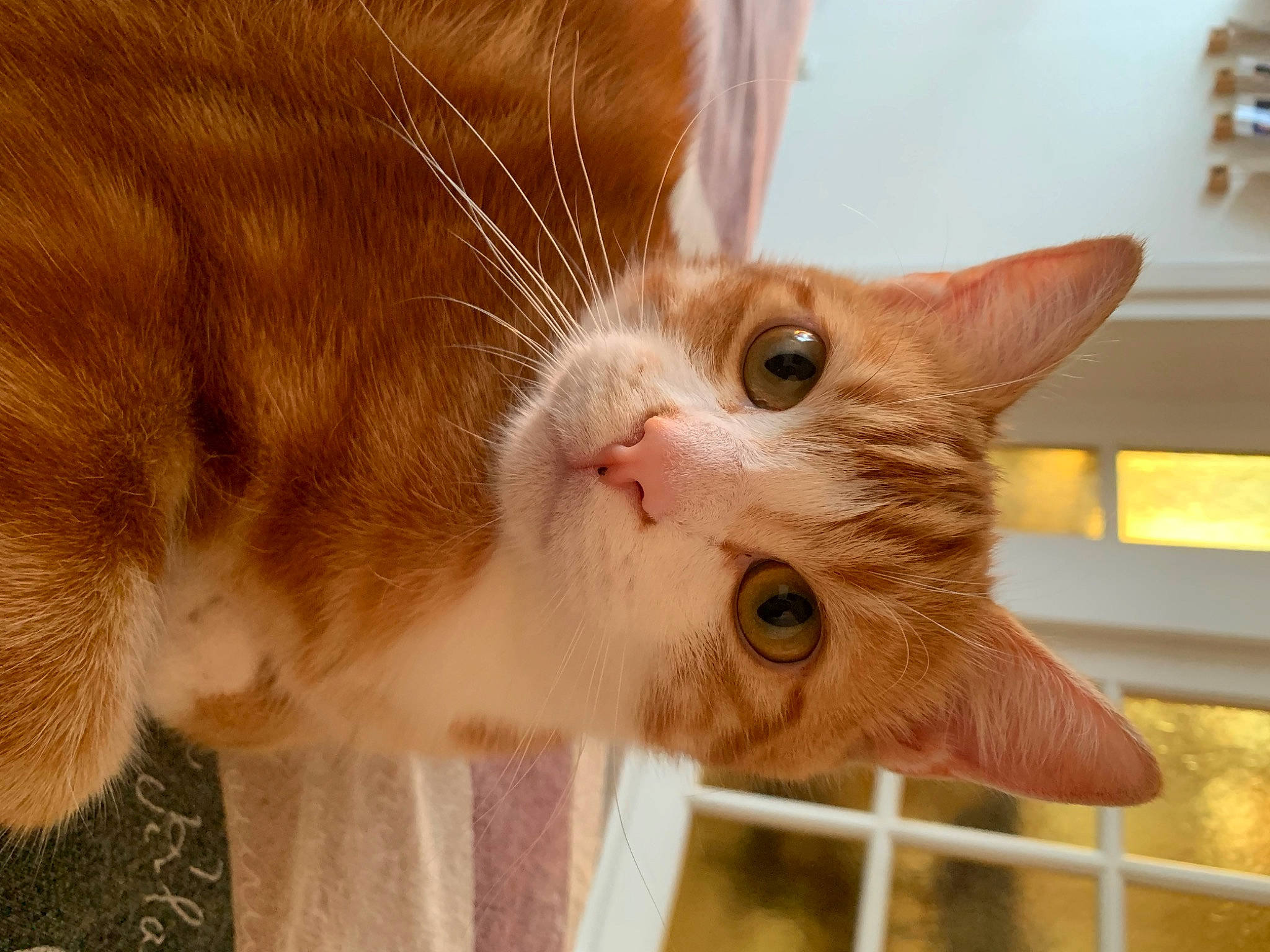 Marvel participe au concours pour gagner de l'argent avec cette photo : carnivore, cat, cat_supply, claw, collar, domestic_short_haired_cat, ear, fawn, felidae, fur, paw, pet_supply, small_to_medium_sized_cats, snout, tail, wall_plate, wall_socket, whiskers, wood