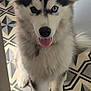 husky, dog, puppy, blue_eye, brown_eye, tongue_out, fluffy, pet, indoor, floor, geometric_pattern, tile, black_and_white, cute, animal, canine, collar, playful, young_dog, furry