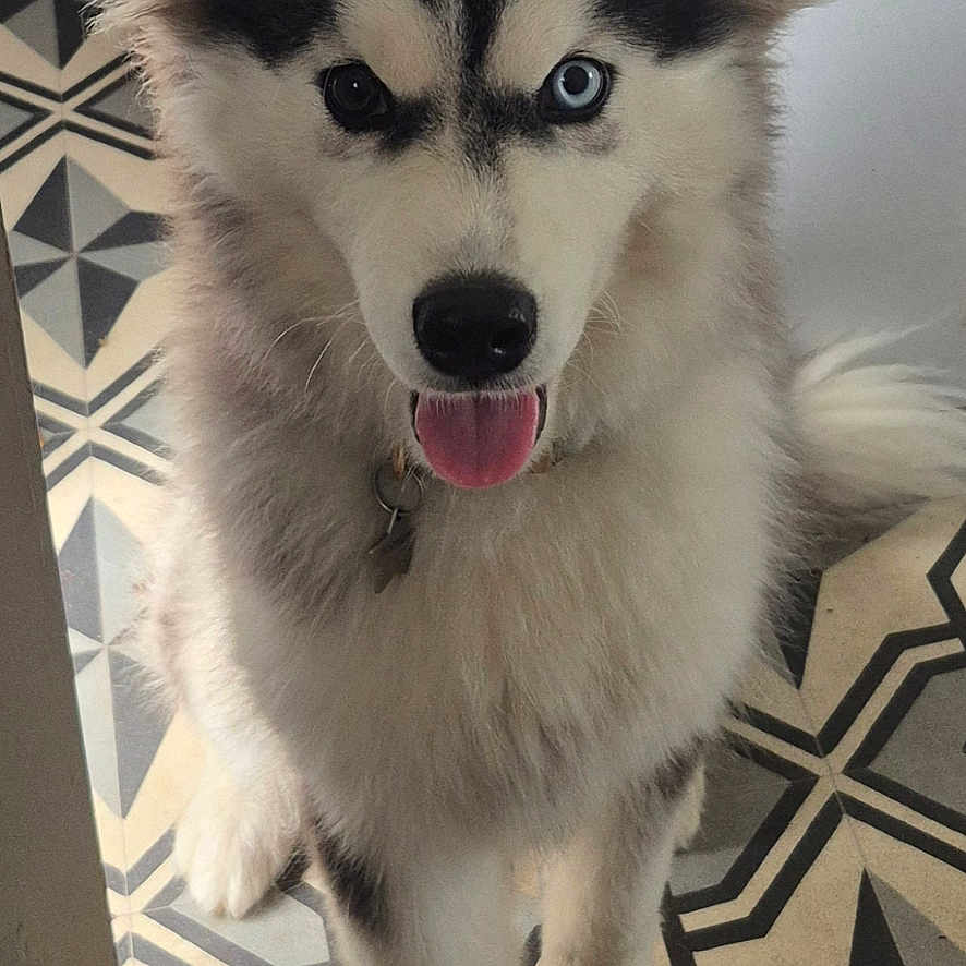 Aïko participe au concours pour gagner de l'argent avec cette photo : animal, black_and_white, blue_eye, brown_eye, canine, collar, cute, dog, floor, fluffy, furry, geometric_pattern, husky, indoor, pet, playful, puppy, tile, tongue_out, young_dog
