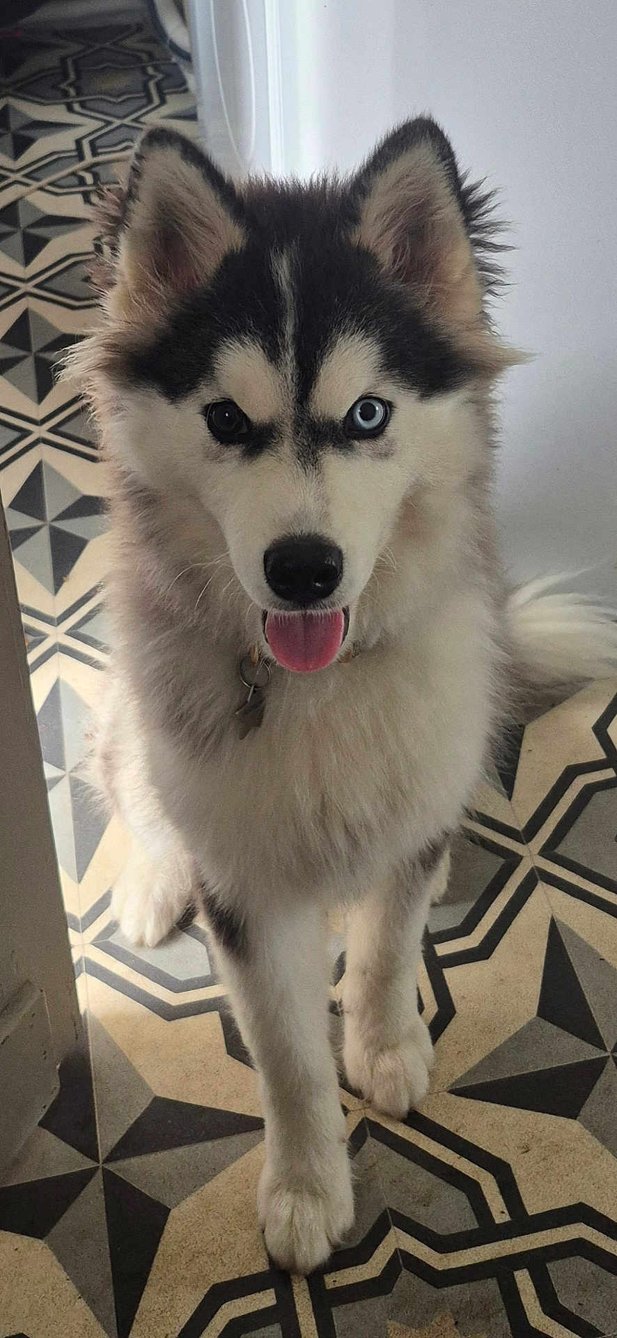 Aïko participe au concours pour gagner de l'argent avec cette photo : husky, dog, puppy, blue_eye, brown_eye, tongue_out, fluffy, pet, indoor, floor, geometric_pattern, tile, black_and_white, cute, animal, canine, collar, playful, young_dog, furry