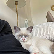 Flocon participe au concours pour gagner de l'argent avec cette photo : kitten, cat, paw_pads, blue_eyes, indoor, lamp, pillow, person, black_clothing, relaxed, furniture, cozy, white_fur, pink_nose, radiator, home, soft_texture, animal, cute, resting