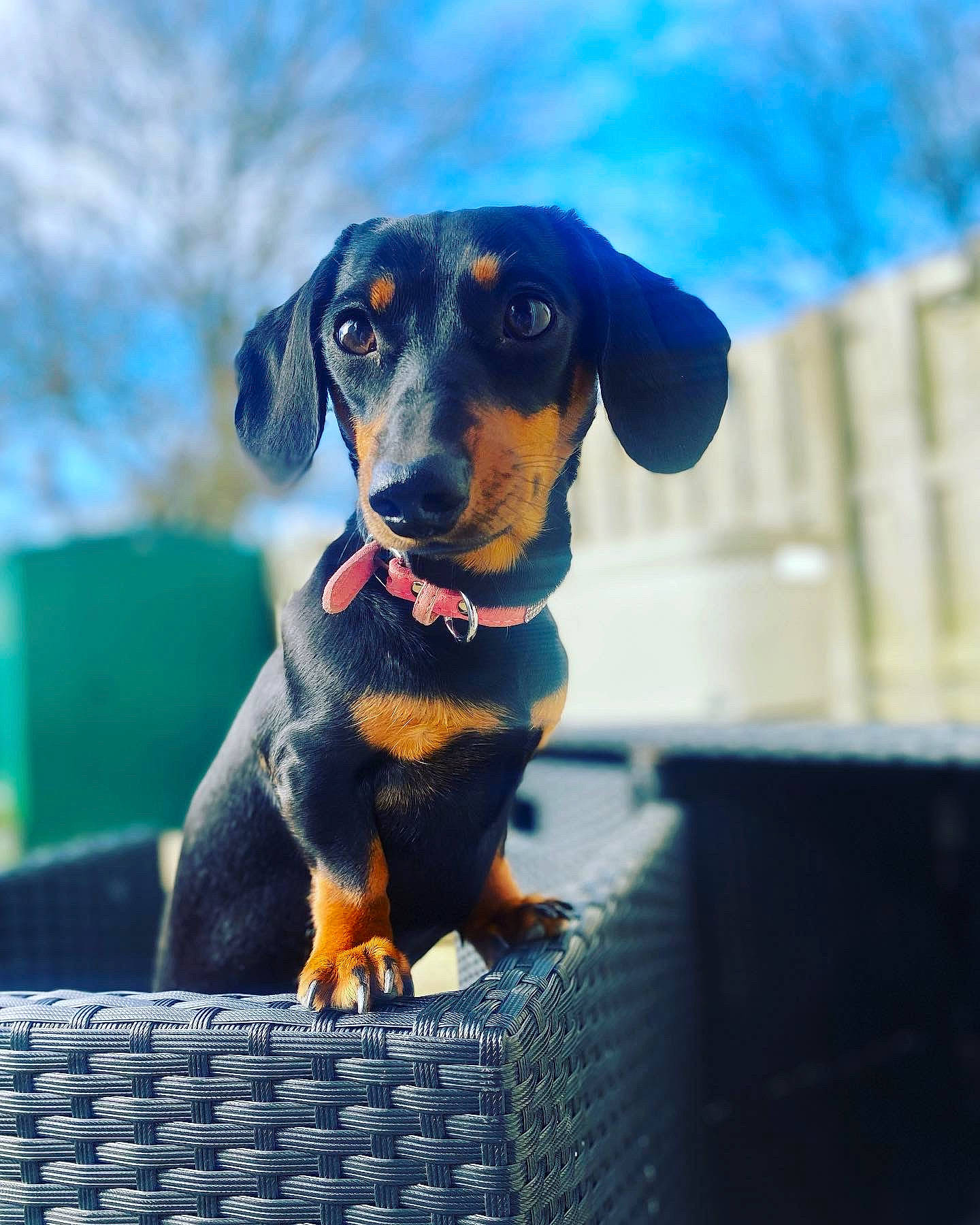 Cara joined the competition — help win amazing prizes! canidae, carnivore, collar, companion_dog, dog, dog_breed, electric_blue, eye, guard_dog, hound, hunting_dog, pet_supply, snout, sporting_group, windshield, working_animal, working_dog