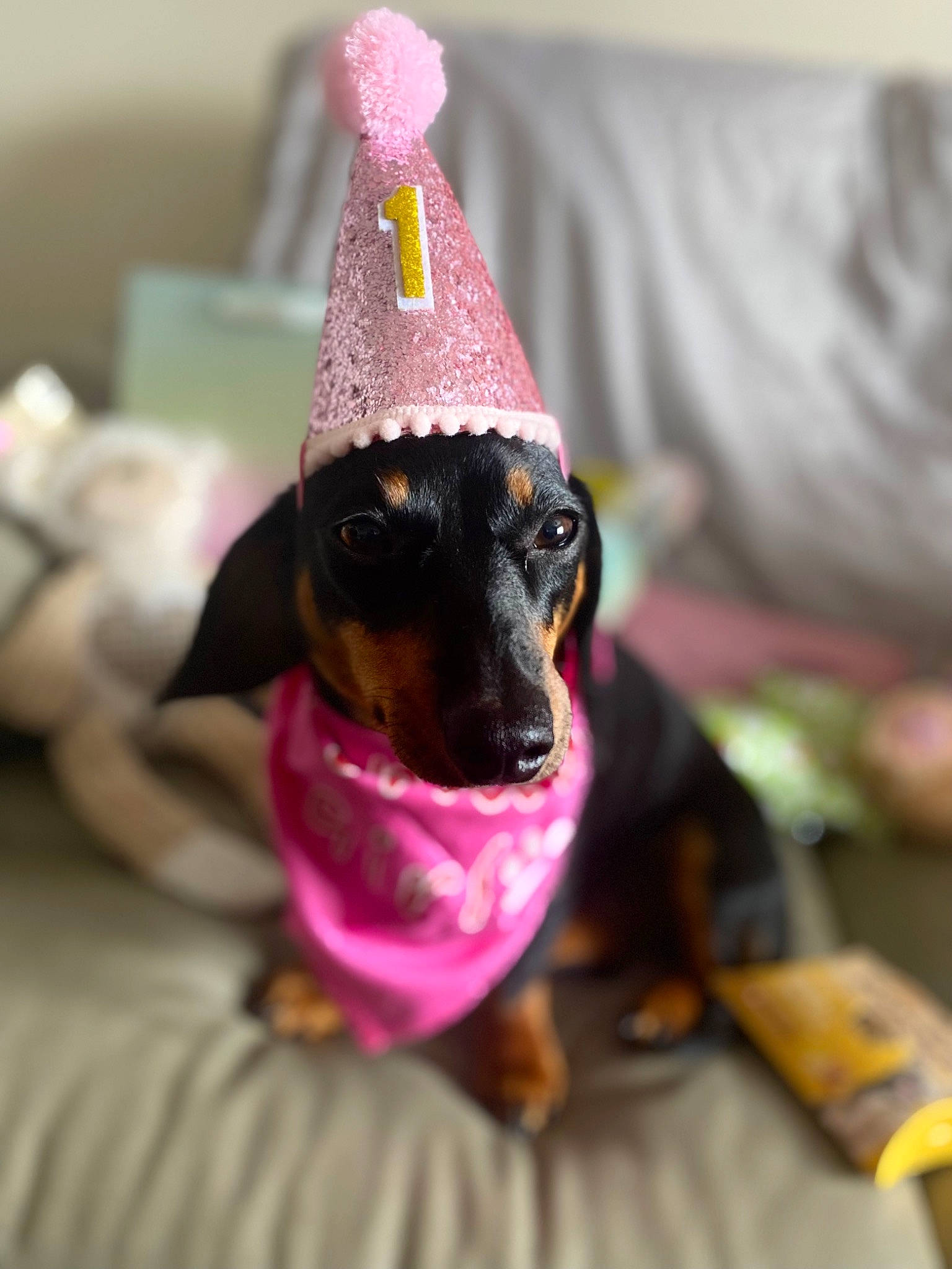 Cara joined the competition — help win amazing prizes! canidae, carmine, carnivore, companion_dog, cone, dog, dog_breed, magenta, pink, snout, terrestrial_animal, whiskers, working_animal