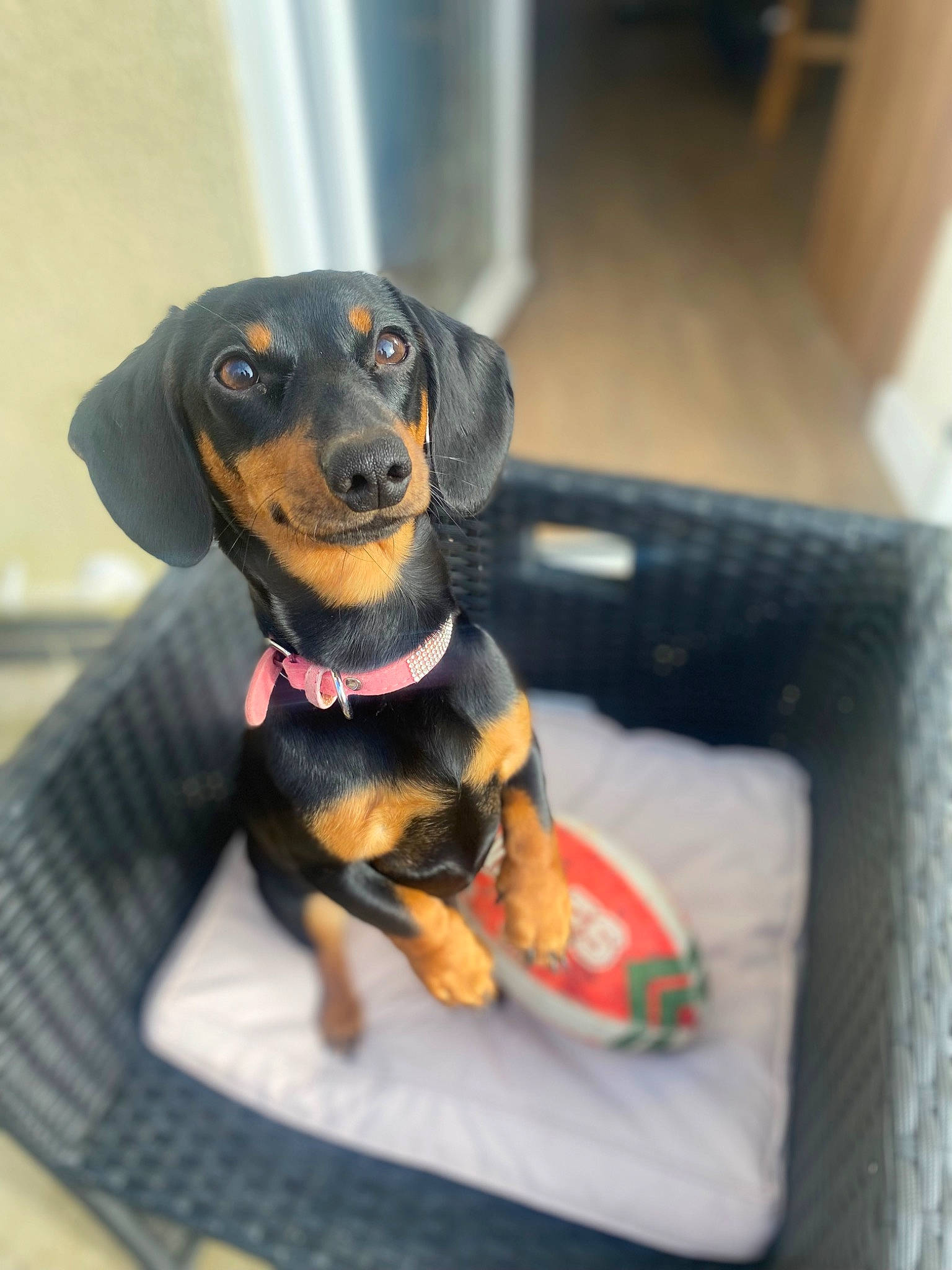 Cara joined the competition — help win amazing prizes! canidae, carnivore, collar, companion_dog, dachshund, dog, dog_breed, dog_supply, fawn, guard_dog, hound, pet_supply, pinscher, puppy, sporting_group, terrestrial_animal, toy_dog, whiskers, working_animal, working_dog