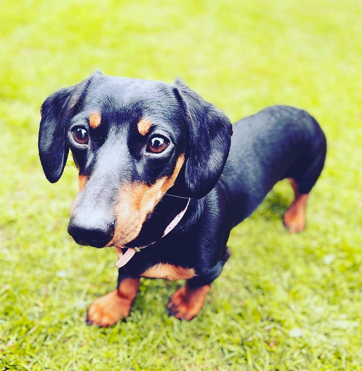 Cara is registered to the contest to win money with this photo: canidae, carnivore, companion_dog, dog, dog_breed, grass, guard_dog, hound, hunting_dog, puppy, snout, sporting_group, terrestrial_animal, working_animal, working_dog