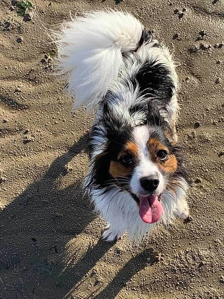 Buster joined the competition — help win amazing prizes! asphalt, canidae, carnivore, companion_dog, dog, dog_breed, fawn, fur, road_surface, snout, soil, sporting_group, tail, terrestrial_animal, toy_dog, whiskers, wildlife