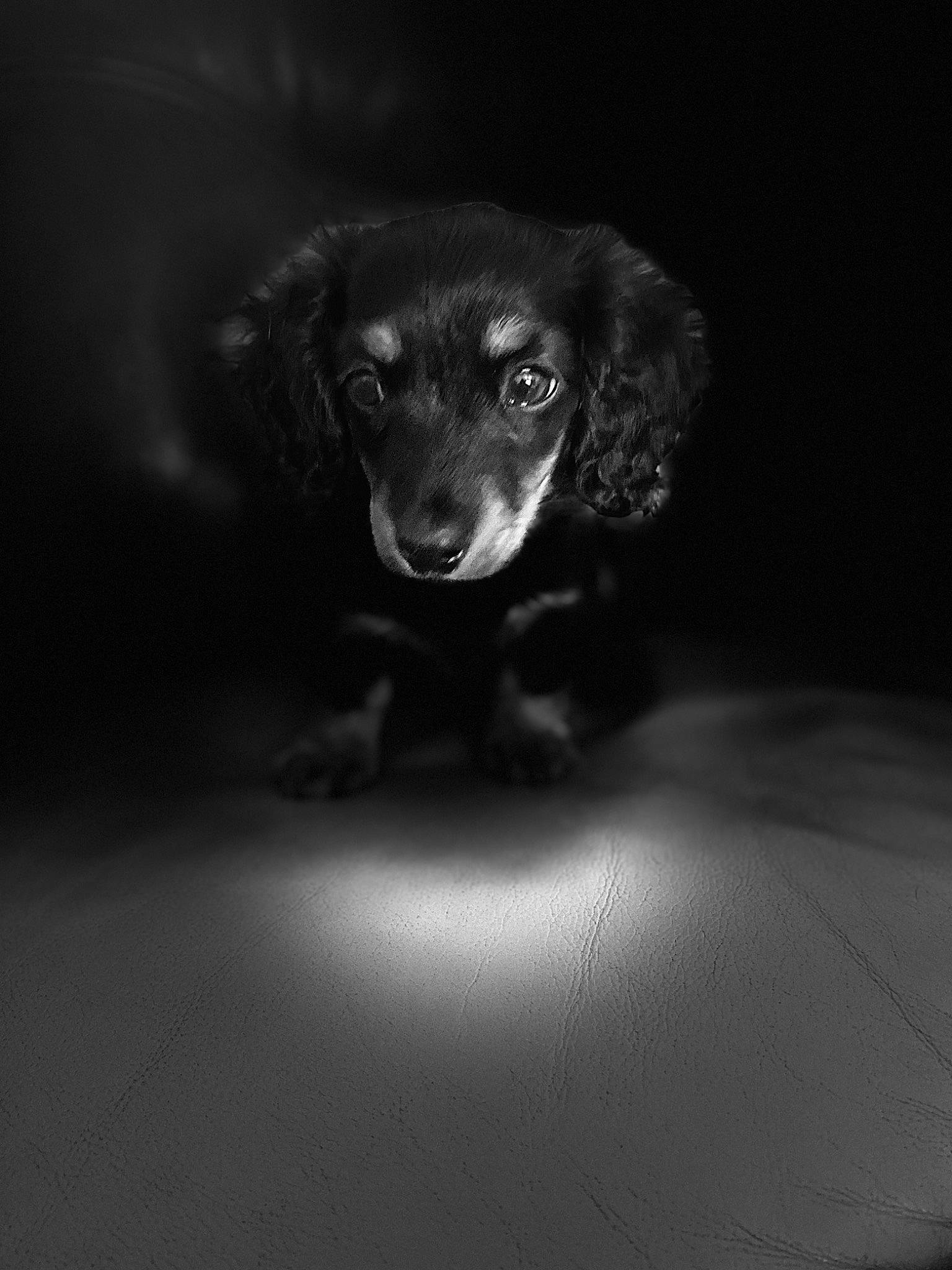 Woody joined the competition — help win amazing prizes! canidae, carnivore, darkness, dog, dog_breed, event, eye, flash_photography, fur, head, liquid, monochrome, monochrome_photography, snout, sporting_group, still_life_photography, terrestrial_animal, whiskers, working_animal