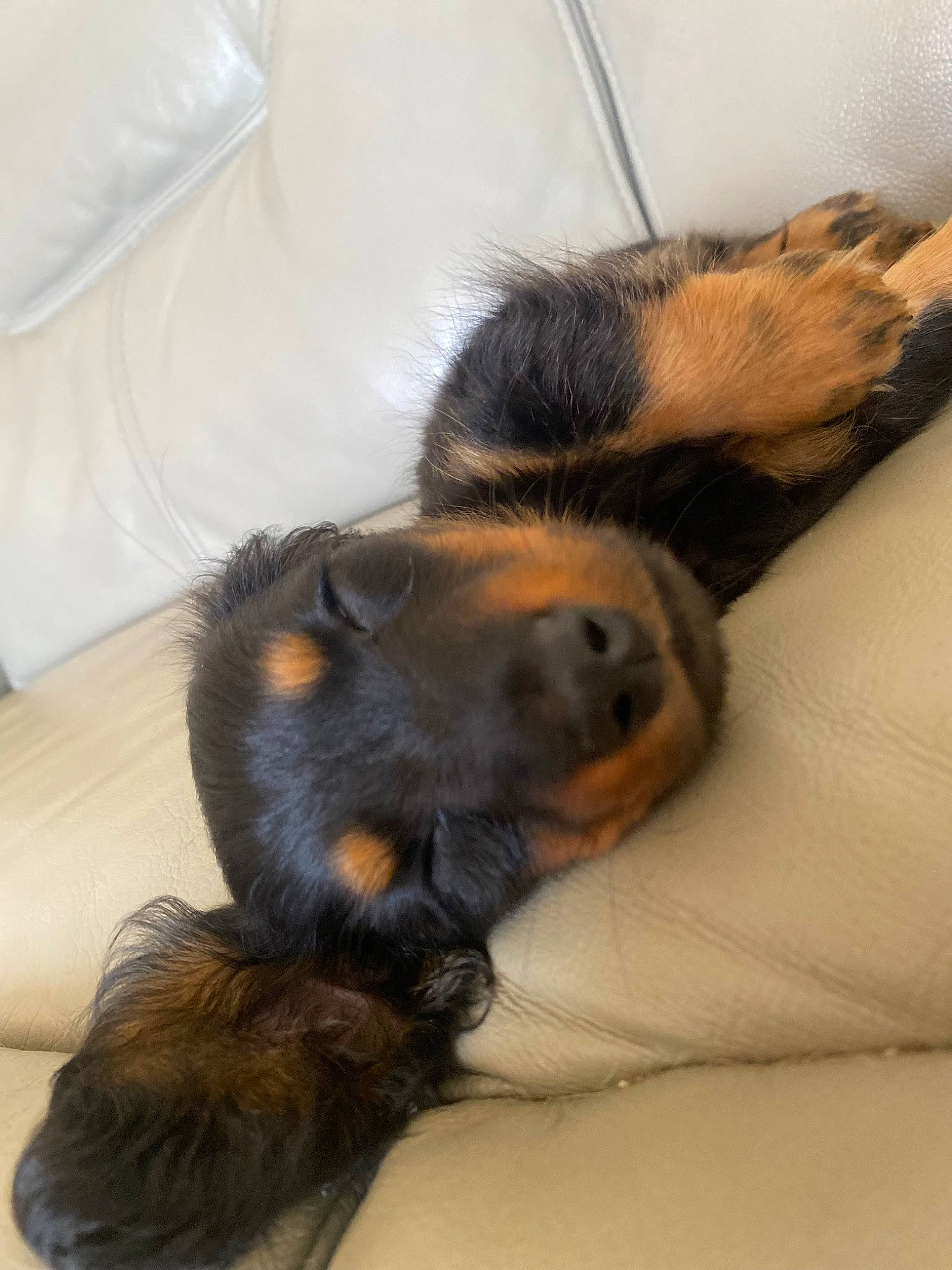 Woody joined the competition — help win amazing prizes! canidae, carnivore, claw, comfort, companion_dog, dog_breed, ear, fawn, felidae, fur, liver, nap, paw, sleep, snout, sporting_group, tail, terrestrial_animal, whiskers